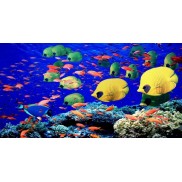 Aquabella Aquarium Inovations